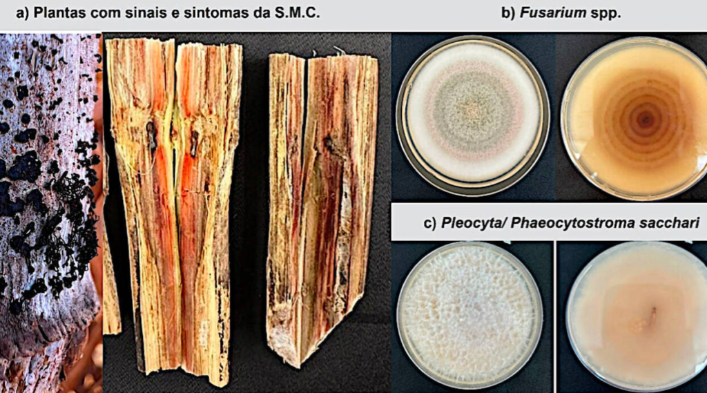 Murcha de Fusarium (Fusarium spp.). Fonte: Revista Cultivar